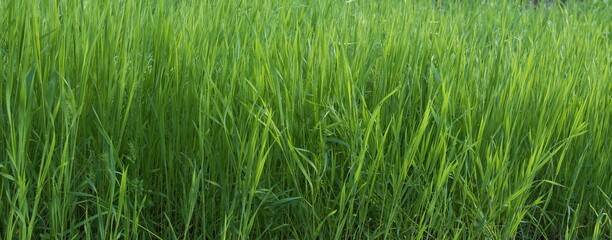 Natural field with lush green grass in spring sunlight close-up