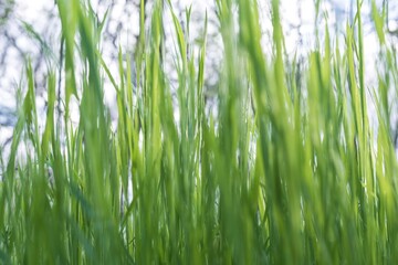 Natural field with lush green grass in spring sunlight close-up