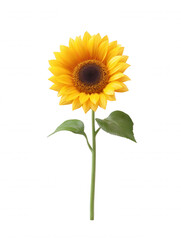 A vibrant sunflower with golden petals and a dark center stands tall against a pure white backdrop, showcasing its natural beauty and simplistic elegance in summer.