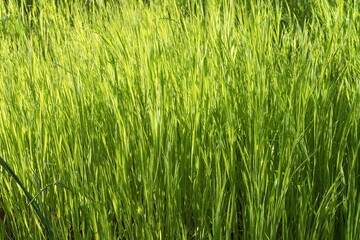 Natural field with lush green grass in spring sunlight close-up