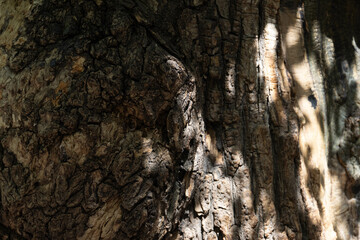 Background Concept, Shade and Shadow on the bark of old wood
