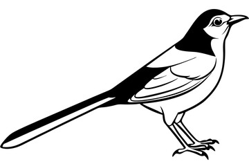 mockingbird silhouette line art vector illustration with a white background