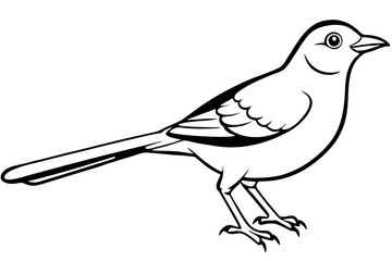 mockingbird silhouette line art vector illustration with a white background