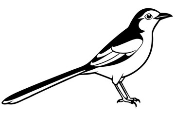mockingbird silhouette line art vector illustration with a white background
