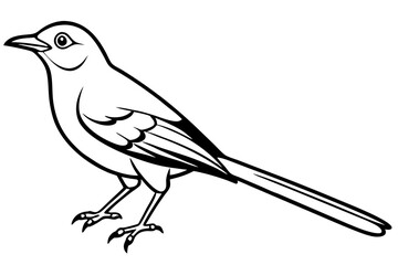 mockingbird silhouette line art vector illustration with a white background