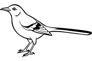 mockingbird silhouette line art vector illustration with a white background