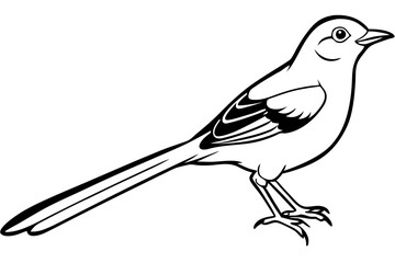 mockingbird silhouette line art vector illustration with a white background