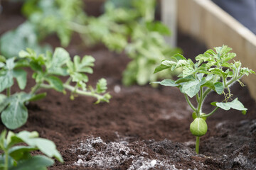 Organic farming. A bed in a greenhouse with young watermelon seedlings planted. Ash has been added...