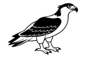osprey silhouette line art vector illustration with a white background