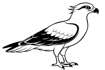 Obraz premium osprey silhouette line art vector illustration with a white background