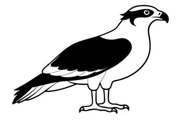 osprey silhouette line art vector illustration with a white background