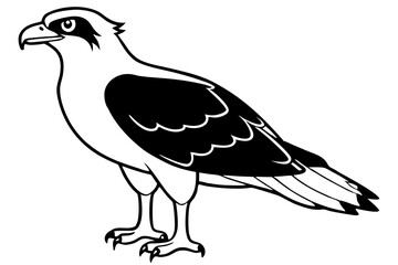 osprey silhouette line art vector illustration with a white background