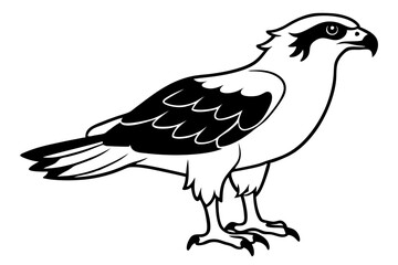 osprey silhouette line art vector illustration with a white background