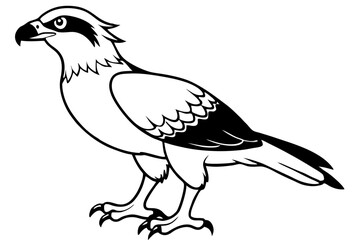 osprey silhouette line art vector illustration with a white background