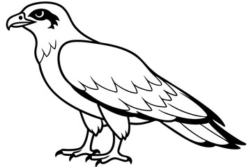 osprey silhouette line art vector illustration with a white background