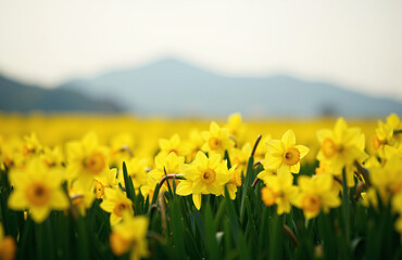 Fototapeta premium Blooming daffodils in a serene field under warm afternoon light.