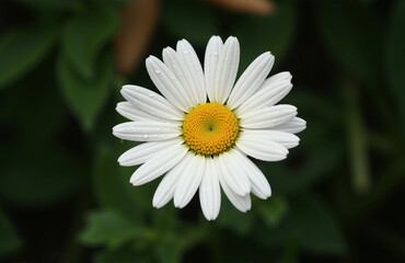 Close-up of daisy with raindrops, soft and fresh.