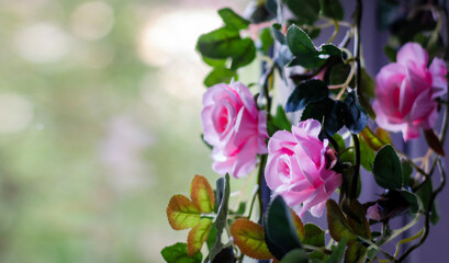 Pink roses on a blurred background of nature