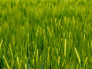 Gerstenfeld im Frühjahr