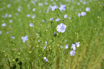 Blue flax flowers in bloom in Normandy, France