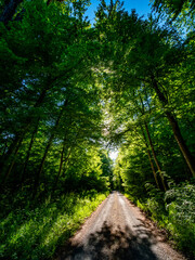 Sonnenstrahlen im Wald