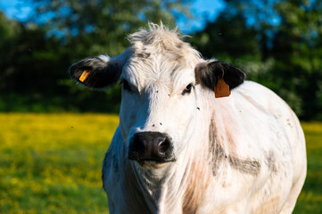 Young cow in colorful meadows at the countryside in Lot, Flemish Brabant Region, Belgium