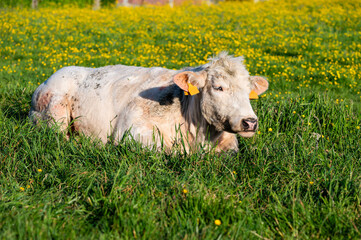 Young cow in colorful meadows at the countryside in Lot, Flemish Brabant Region, Belgium