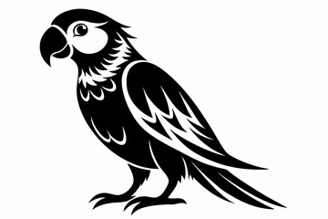 parrot on white background