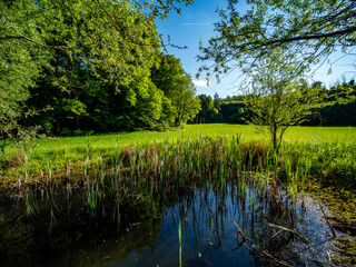 Fototapeta premium Kleiner Teich auf einer Waldlichtung