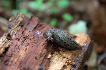 Great Gray Slug, Limax maximus, on an old tree stump