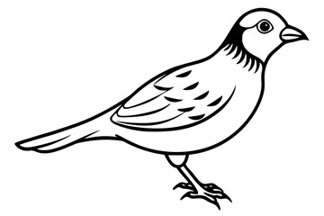 skylark silhouette line art vector illustration with a white background