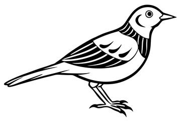 skylark silhouette line art vector illustration with a white background