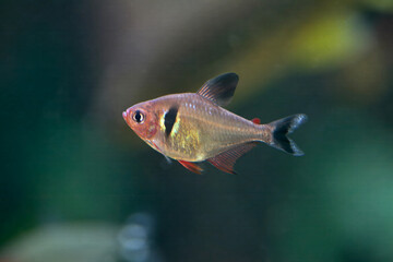 Black phantom tetra, Megalamphodus megalopterus