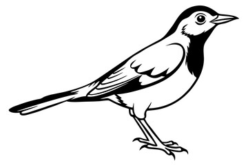 thrush silhouette line art vector illustration with a white background