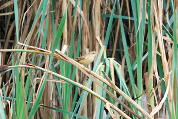 Great reed warbler, Acrocephalus arundinaceus
