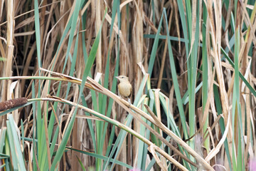 Great reed warbler, Acrocephalus arundinaceus