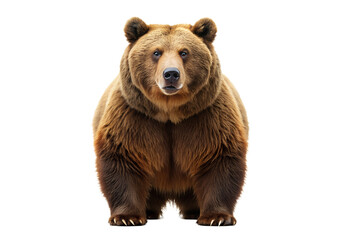 Obraz premium Big Brown Bear Isolated On Transparent Background