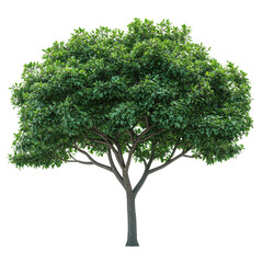 Fringe Tree isolated on transparent background