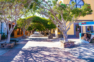 Empty tree-lined pedestrian walkway between village houses, trees with green foliage joined at top to form a tunnel, depth perspective, sunny winter day in Loreto, Baja California Sur, Mexico