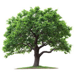 Hackberry Elm Tree isolated on transparent background