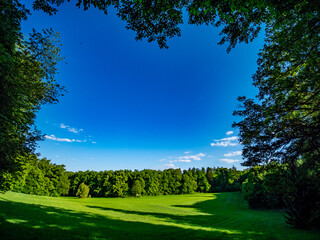 Große Lichtung im Mischwald