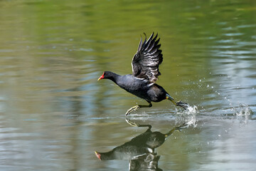 Teichhuhn, Teichralle (Gallinula chloropus) startet, rennt übers Wasser - Empfingen,...
