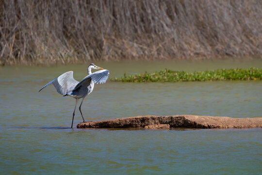 Graureiher (Ardea cinerea) steht mit ge&ouml;ffneten Fl&uuml;geln an einem flachen Felsen im Wasser einer Lagune -  La Charca de Maspalomas, Gran Canaria