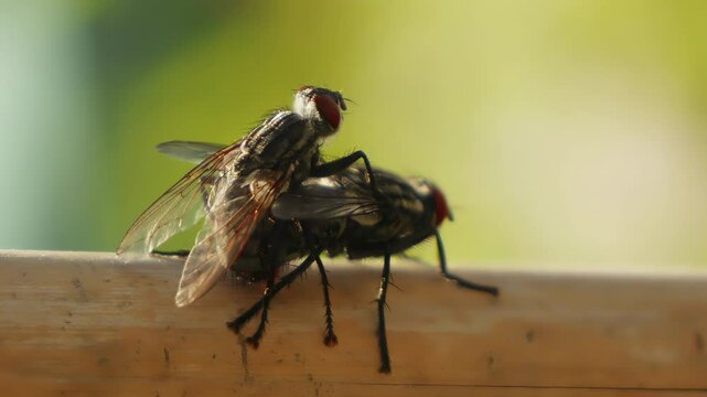 A pair of flies insect mating in close up stock footage