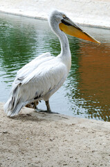 White pelicans near rocky pond grooming feathers in daylight for wildlife, nature, and birdwatching content