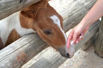 Woman petting miniature horse at petting zoo in summer for animal interaction and education