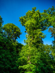 Obraz premium Abgestorbener Baum im Mischwald