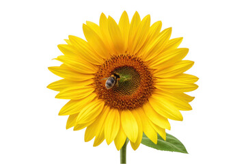 PNG Bee pollinating bright yellow sunflower in full bloom close-up