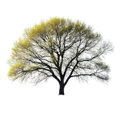 Plains Cottonwood isolated on transparent background