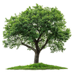 Plane Tree isolated on transparent background